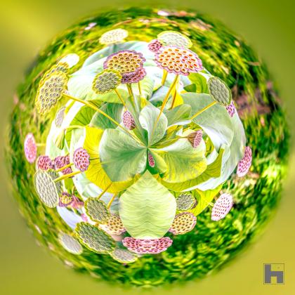 Photographie artistique "Lotus" de Paul Marnef, montrant des fleurs de lotus dans un univers circulaire et coloré, issue de la série "Planètes Imaginaires", disponible en finition Chromaluxe et en édition limitée.
