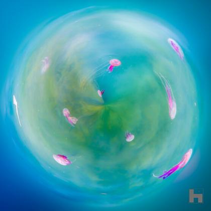 "Meduzaria - méduses roses flottant dans un univers aquatique et surréaliste par Paul Marnef."