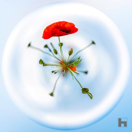Photographie artistique d'une fleur de coquelicot rouge vibrant au centre d'un univers circulaire épuré, création de Paul Marnef issue de la série "Planètes Imaginaires", disponible en finition Chromaluxe et en édition limitée.