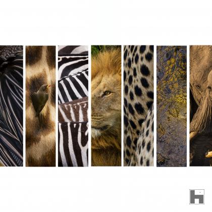 Laissez vous surprendre par le graphisme de la faune africaine