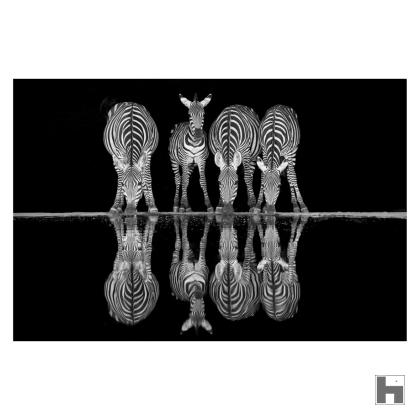 Zebra reflection